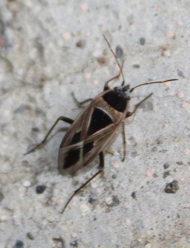 Réf. 246 265 : Xanthochilus saturnius